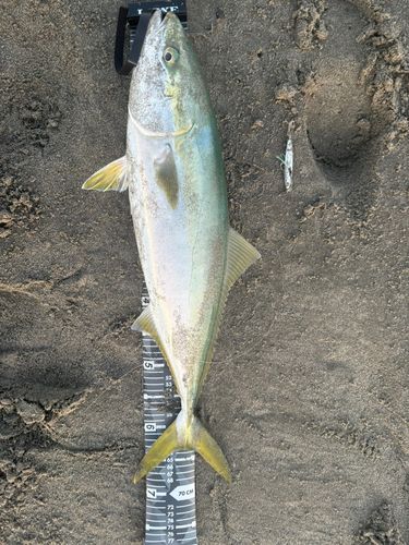 ワラサの釣果