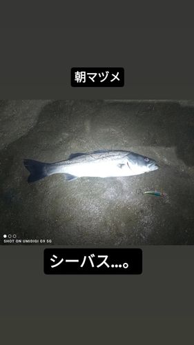 シーバスの釣果