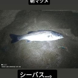 シーバス