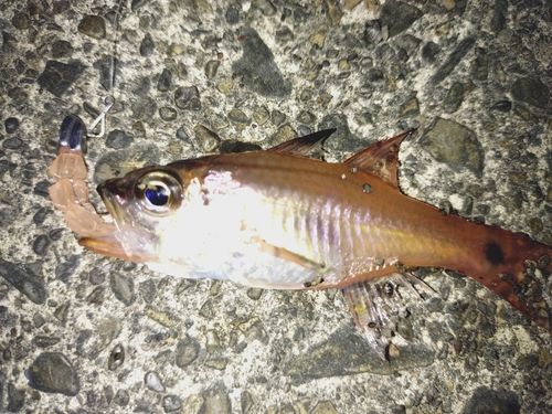 ネンブツダイの釣果
