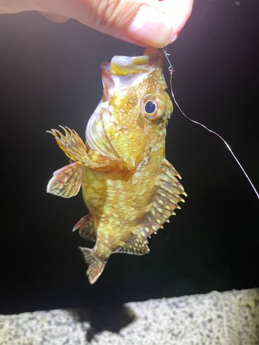 カサゴの釣果