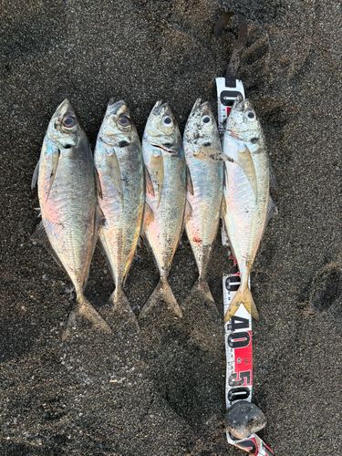 マアジの釣果