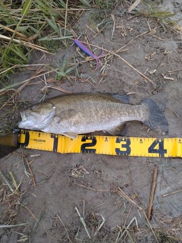 スモールマウスバスの釣果