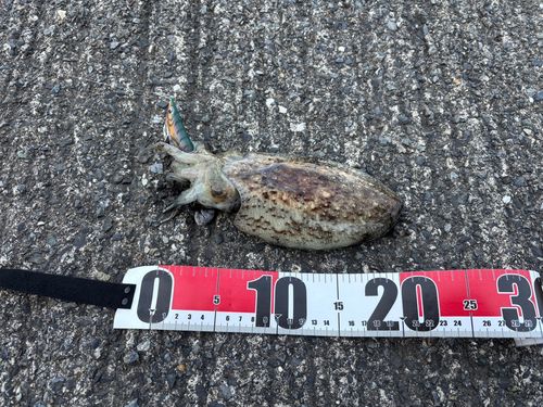 コウイカの釣果