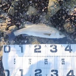 セイゴ（マルスズキ）