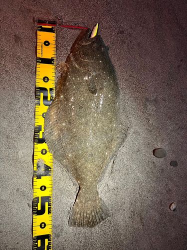 ヒラメの釣果
