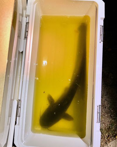 ナマズの釣果