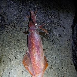 ササイカ