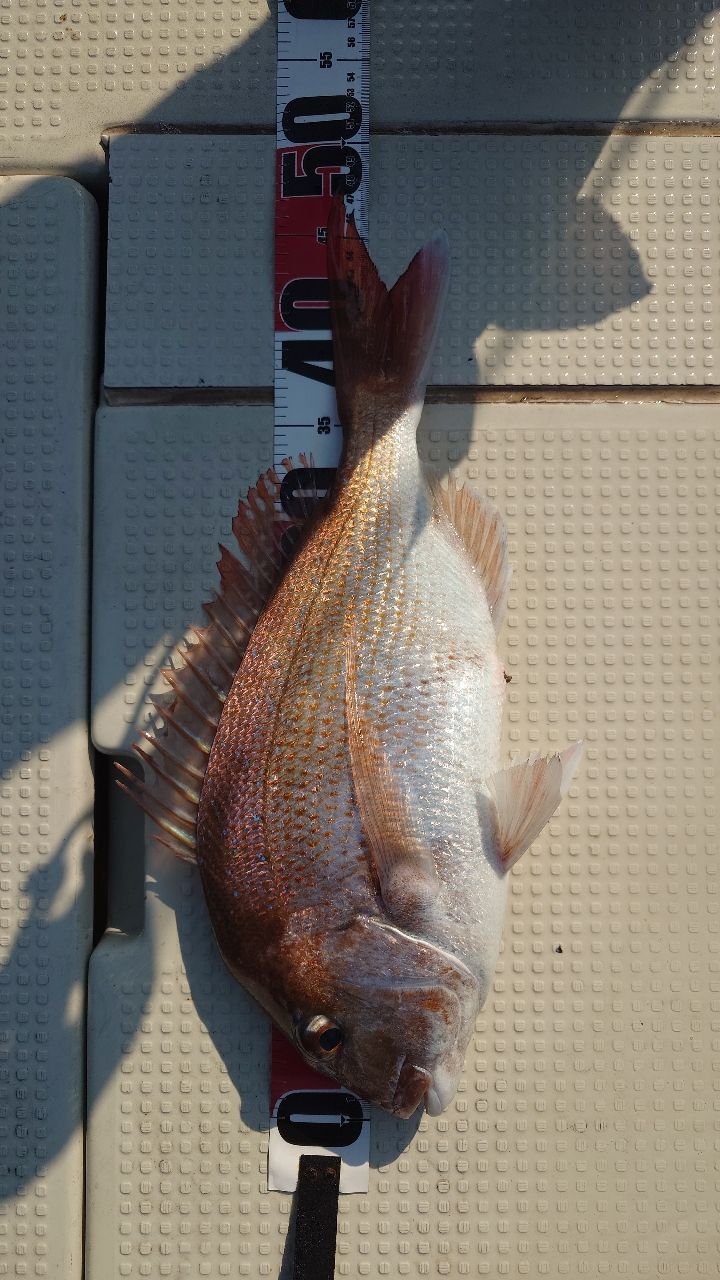 友っちさんの釣果 1枚目の画像