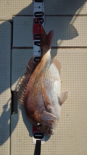 マダイの釣果