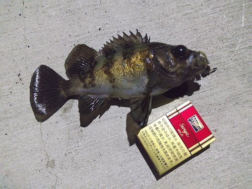 クロメバルの釣果