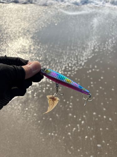 シタビラメの釣果