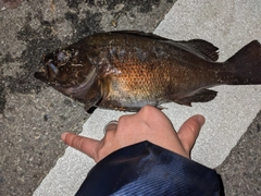 メバルの釣果