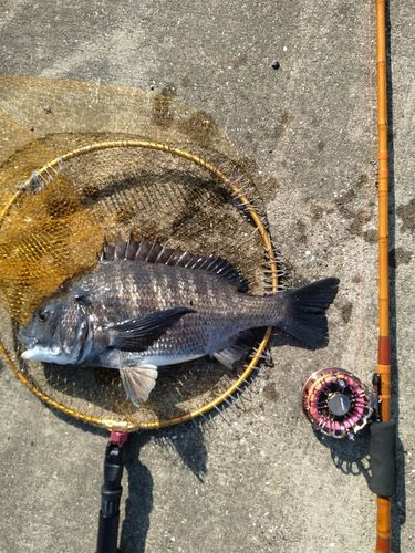 クロダイの釣果