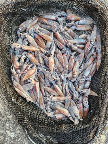ホタルイカの釣果