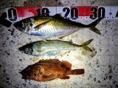 アジの釣果