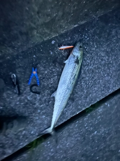 サワラの釣果