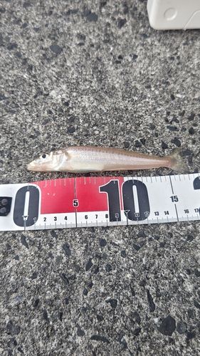 キスの釣果