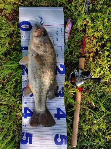 ブラックバスの釣果