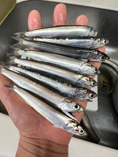 イワシの釣果