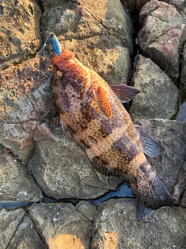 オオモンハタの釣果