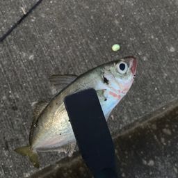 アジ