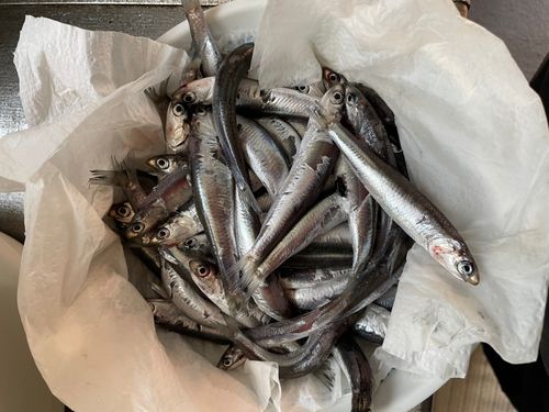 カタクチイワシの釣果