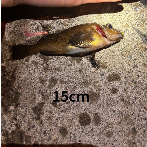エゾメバルの釣果