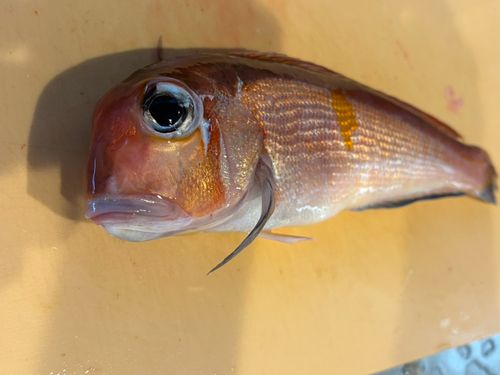 アマダイの釣果