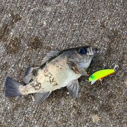 メバル