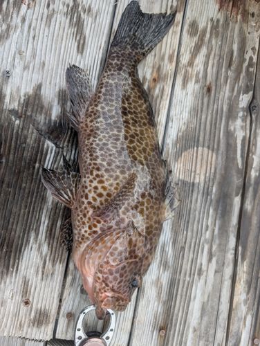 オオモンハタの釣果