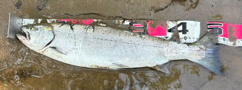 サクラマスの釣果