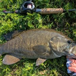 スモールマウスバス