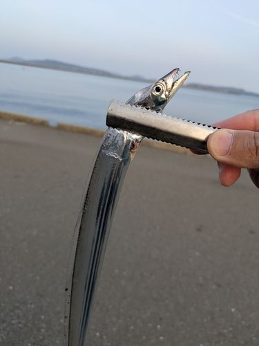 タチウオの釣果