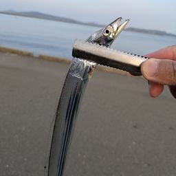 タチウオ