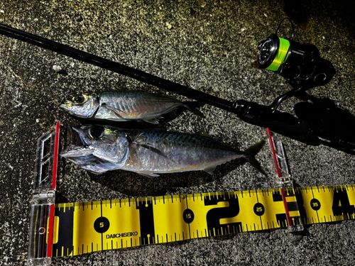 サバの釣果