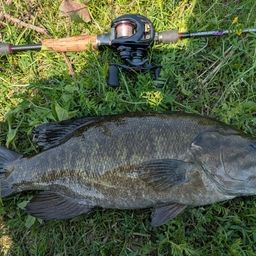 スモールマウスバス