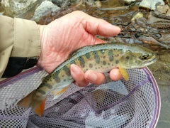 ヤマメの釣果