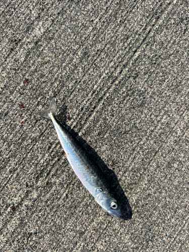 サバの釣果