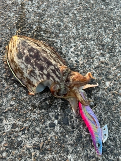 コウイカの釣果