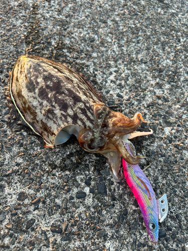 コウイカの釣果