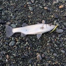 ハネ（ヒラスズキ）