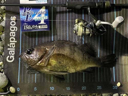 アカメバルの釣果
