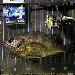 アカメバル