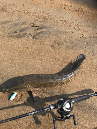 ライギョの釣果