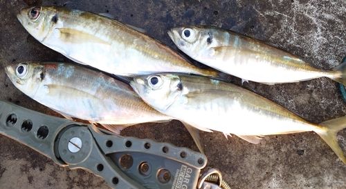 マアジの釣果