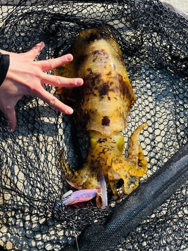 アオリイカの釣果