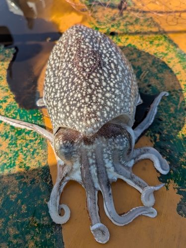 シリヤケイカの釣果