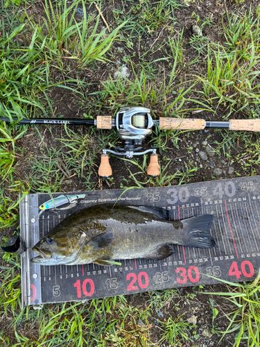 スモールマウスバスの釣果