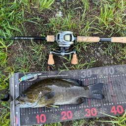 スモールマウスバス